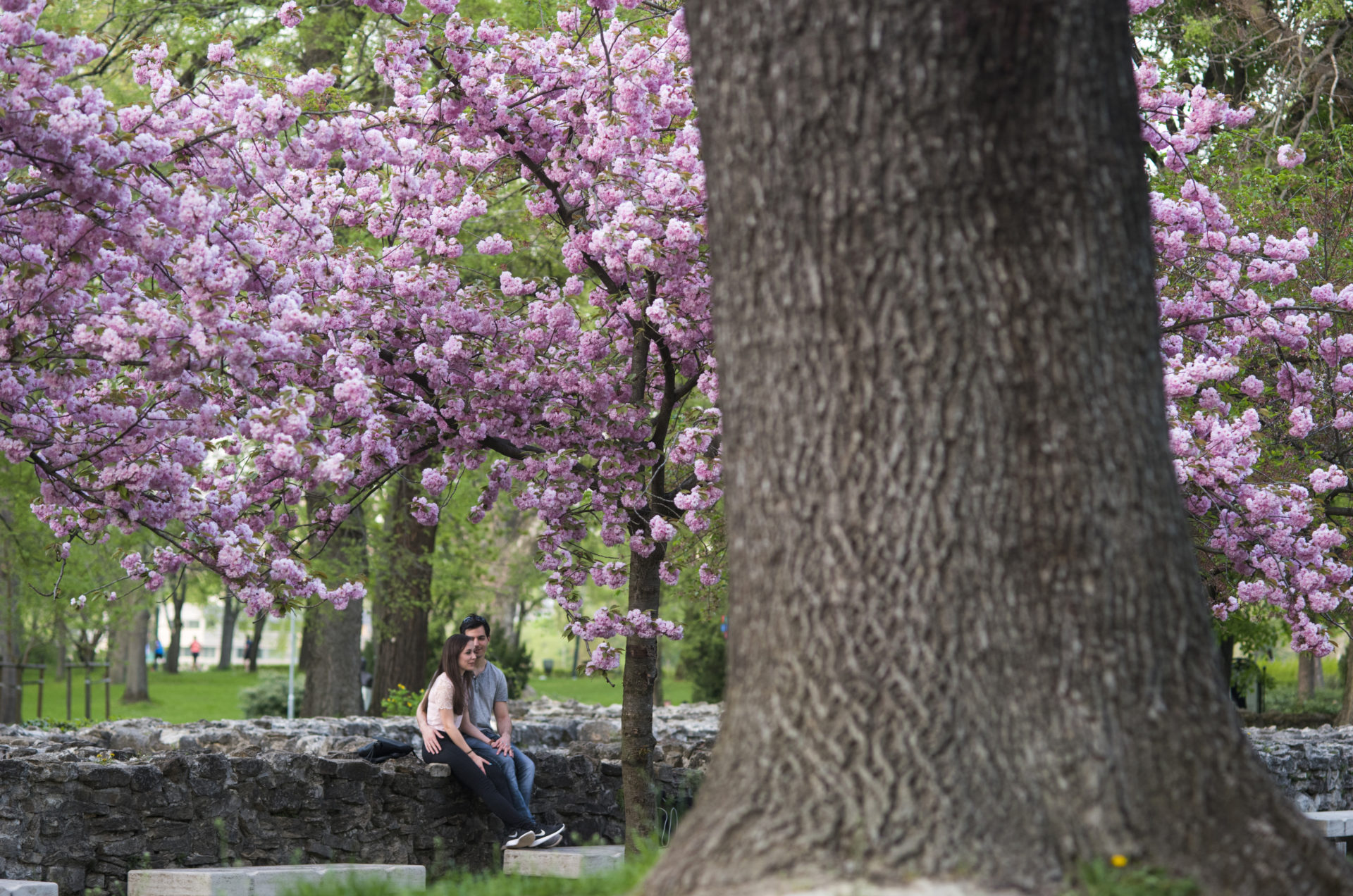 Discover A Garden In Central Budapest Spice Of Europe